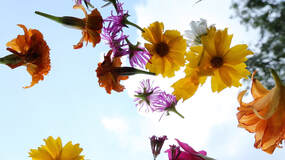 Action of Flowers 花的行動