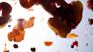 Action of Fruits 水果的行動